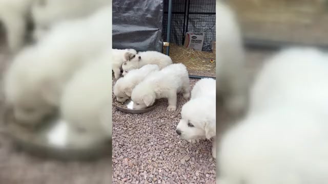 Video preview image #3 Great Pyrenees Puppy For Sale in WOODLAND PARK, CO, USA