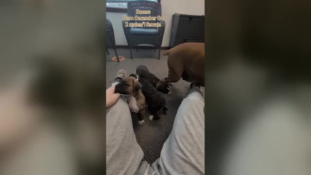 Video preview image #1 Boxer Puppy For Sale in GOSHEN, IN, USA