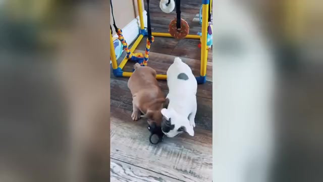 Video preview image #3 French Bulldog Puppy For Sale in PERRIS, CA, USA