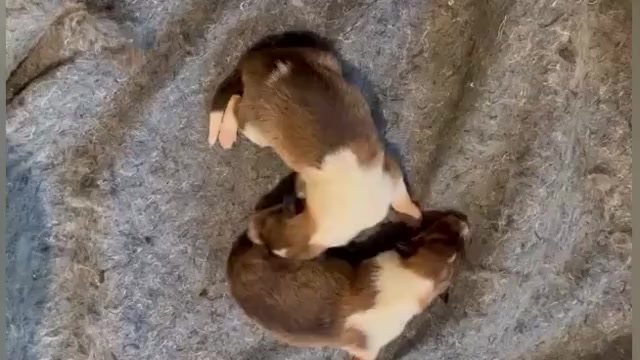 Video preview image #2 Collie Puppy For Sale in HIGH POINT, NC, USA