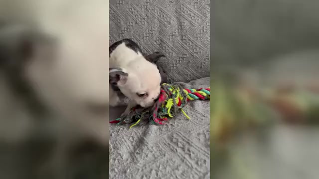Video preview image #1 Boston Terrier Puppy For Sale in BRIDGEWATER, NJ, USA