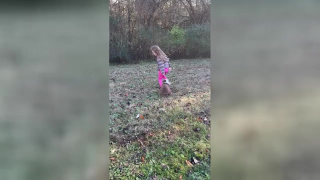Video preview image #1 Miniature American Shepherd Puppy For Sale in NOLENSVILLE, TN, USA