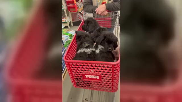 Video preview image #2  Breeder Profile in SAXTONS RIVER, VT, USA