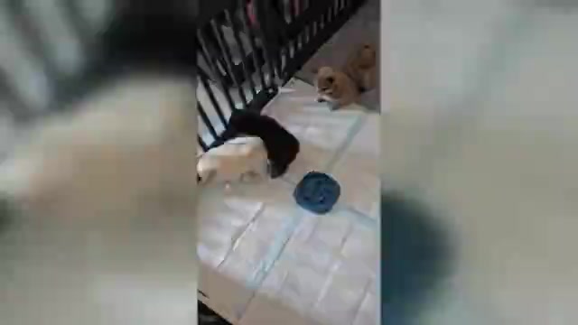 Video preview image #1 Pomeranian Puppy For Sale in MENIFEE, CA, USA