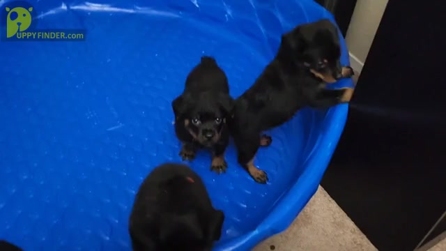 Video preview image #6  Breeder Profile in ELK GROVE, CA, USA