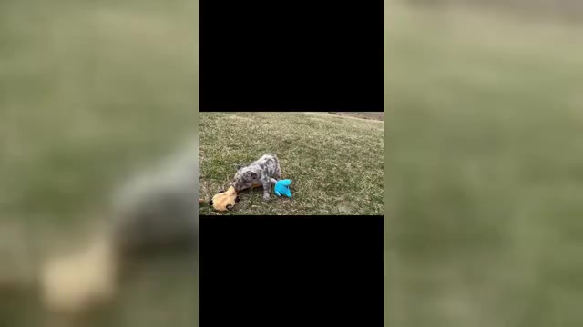 Video preview image #28 French Bulldog Puppy For Sale in WARSAW, IN, USA