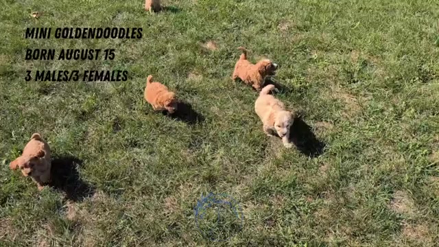 Video preview image #3 Goldendoodle (Miniature) Puppy For Sale in GOSHEN, IN, USA