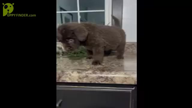 Video preview image #7 Newfoundland Puppy For Sale in SHIPSHEWANA, IN, USA