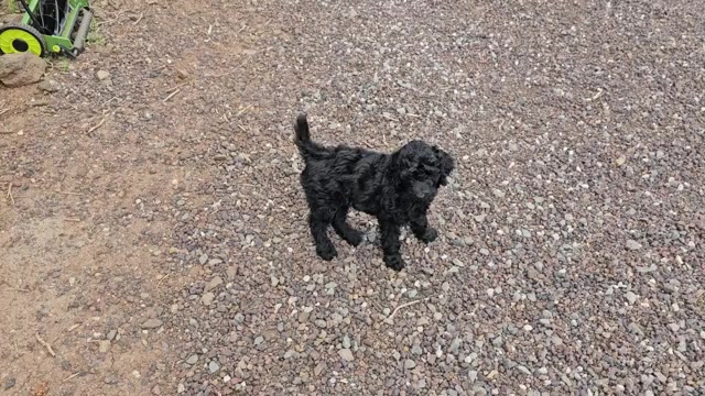 Video preview image #5 Goldendoodle Puppy For Sale in SHOW LOW, AZ, USA