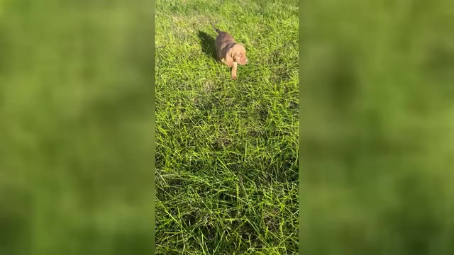 Video preview image #1 Bloodhound Puppy For Sale in FORT MORGAN, CO, USA