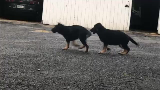 Video preview image #2 German Shepherd Dog Puppy For Sale in NEWVILLE, PA, USA