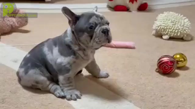 Video preview image #2 French Bulldog Puppy For Sale in NEW YORK, NY, USA