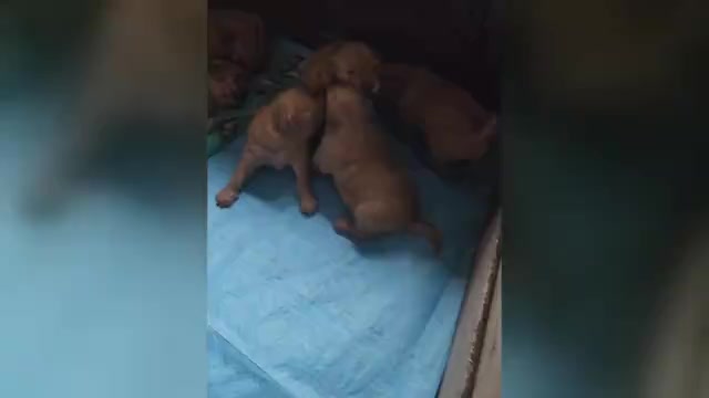 Video preview image #1 Golden Retriever Puppy For Sale in VANCOUVER, WA, USA