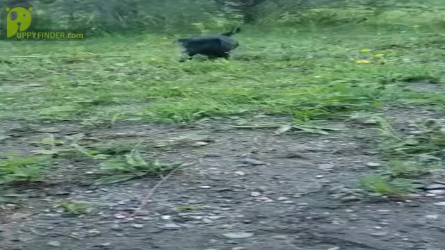 Video preview image #1 Pug Puppy For Sale in LYNDON CENTER, VT, USA