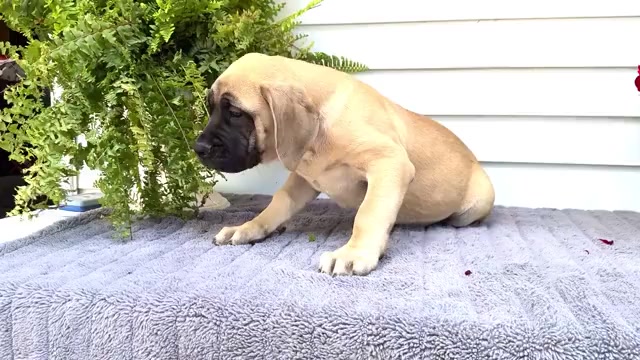 Video preview image #3 Mastiff Puppy For Sale in WAKARUSA, IN, USA