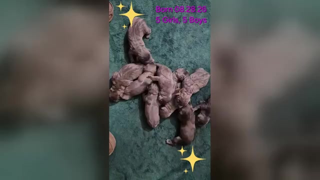Video preview image #31 Cane Corso Puppy For Sale in COLUMBIA, SC, USA