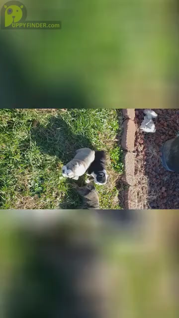 Video preview image #1  Breeder Profile in GALENA, MO, USA