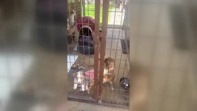 Video preview image #1 Miniature Australian Shepherd Puppy For Sale in ESCALON, CA, USA