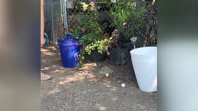 Video preview image #1 Doberman Pinscher Puppy For Sale in BRINKLEY, AR, USA