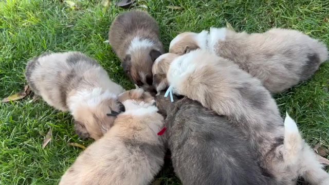 Video preview image #1 Border Collie Puppy For Sale in MESA, WA, USA