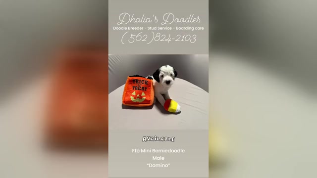 Video preview image #3 Bernedoodle (Miniature) (+ Poodle Miniature) Puppy For Sale in BREA, CA, USA