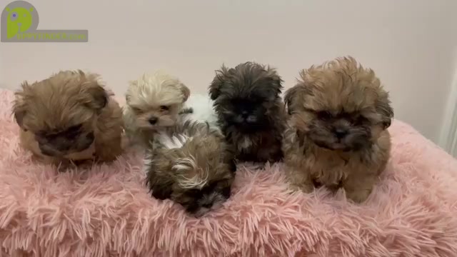 Video preview image #1 ShihPoo Puppy For Sale in MCKINNEY, TX, USA