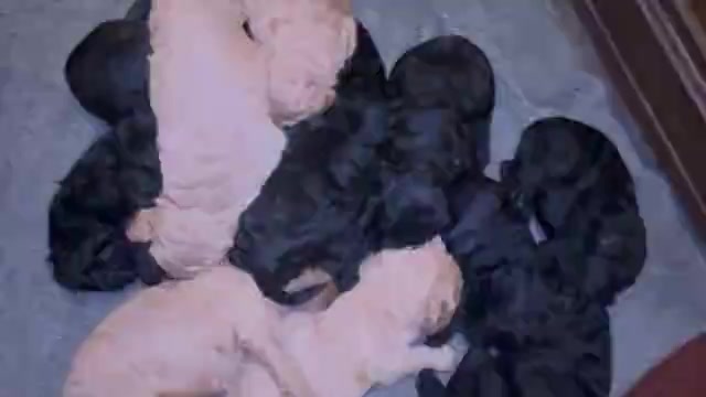 Video preview image #1  Breeder Profile in DEXTER, MO, USA