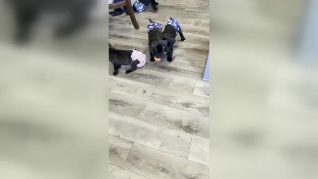 Video preview image #5 Cane Corso Puppy For Sale in REEVESVILLE, SC, USA