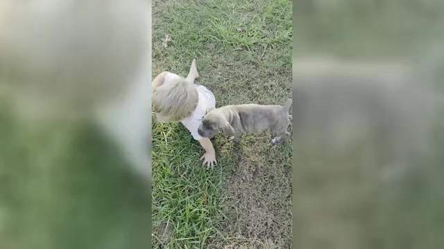 Video preview image #1 Cane Corso Puppy For Sale in MOORESBORO, NC, USA
