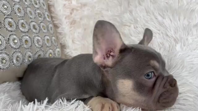 Video preview image #1 French Bulldog Puppy For Sale in FORT LAUDERDALE, FL, USA