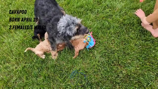 Video preview image #5 Cavapoo Puppy For Sale in GOSHEN, IN, USA