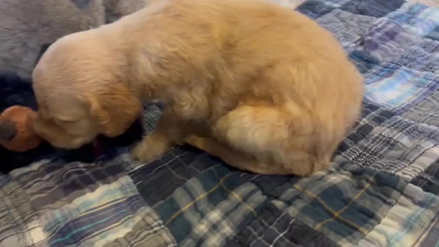 Video preview image #1 Goldendoodle Puppy For Sale in PHOENIX, AZ, USA