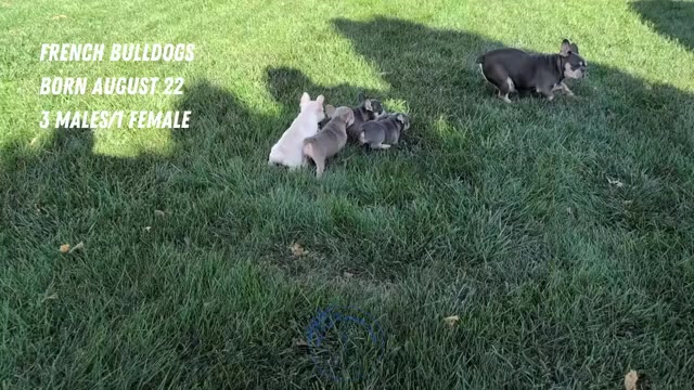Video preview image #2 French Bulldog Puppy For Sale in GOSHEN, IN, USA