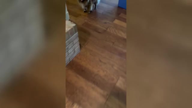 Video preview image #1 Pomeranian Puppy For Sale in ADA, OK, USA