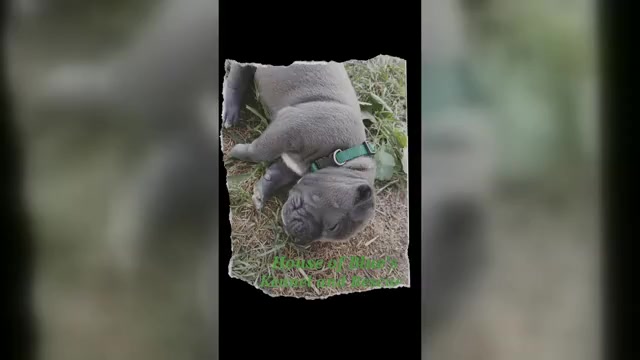 Video preview image #1 American Pit Bull Terrier Puppy For Sale in DELAWARE, OH, USA