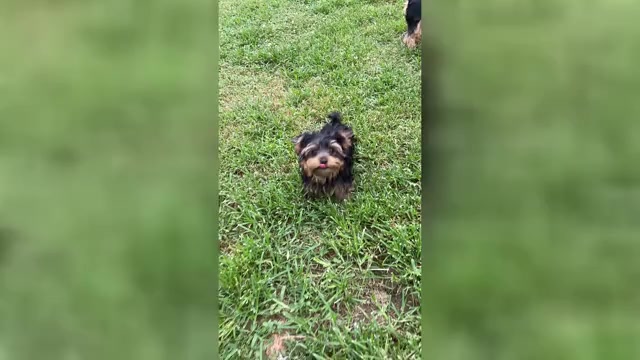 Video preview image #1 Yorkshire Terrier Puppy For Sale in BETHLEHEM, GA, USA