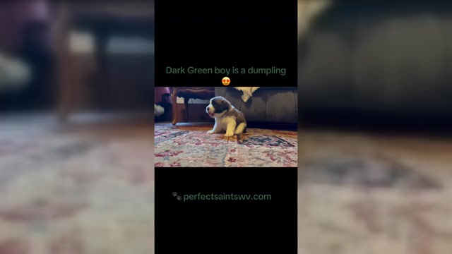 Video preview image #3 Saint Bernard Puppy For Sale in FAIRMONT, WV, USA