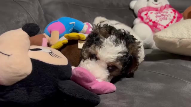 Video preview image #3 Bernedoodle Puppy For Sale in ELK GROVE, CA, USA