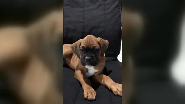 Video preview image #2 Boxer Puppy For Sale in APPLE CREEK, OH, USA