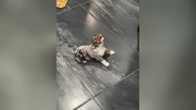 Video preview image #4 Australian Shepherd Puppy For Sale in NEW BRAUNFELS, TX, USA