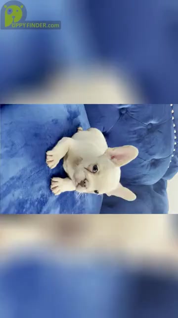Video preview image #3 French Bulldog Puppy For Sale in PALO ALTO, CA, USA