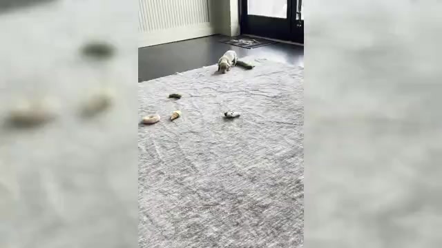 Video preview image #1 Dachshund Puppy For Sale in WARSAW, IN, USA