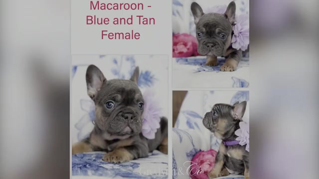 Video preview image #1 French Bulldog Puppy For Sale in NEWARK, TX, USA