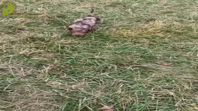 Video preview image #16 Dachshund Puppy For Sale in WARSAW, IN, USA