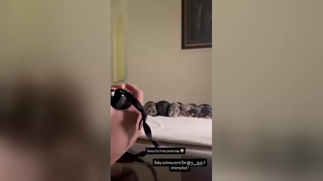 Video preview image #2 Schnauzer (Miniature) Puppy For Sale in LEHIGH ACRES, FL, USA