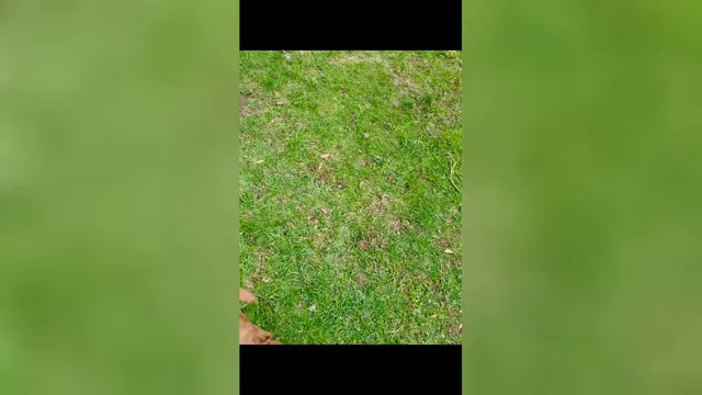 Video preview image #5 Goldendoodle mix (+ Poodle Standard) Puppy For Sale in CLEVELAND, OH, USA