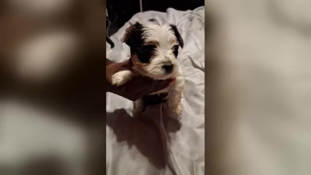 Video preview image #1 Yorkshire Terrier Puppy For Sale in HOUSTON, TX, USA