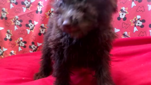 Video preview image #1 F2 Aussiedoodle Puppy For Sale in PATERSON, NJ, USA