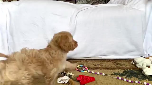 Video preview image #4 Cavapoo (Miniature) Puppy For Sale in WAKARUSA, IN, USA