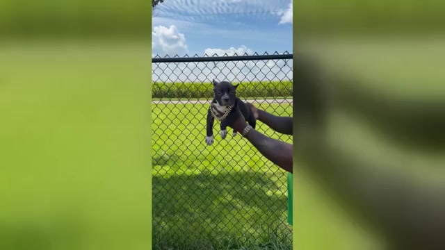 Video preview image #1 American Bully Puppy For Sale in CHAMPAIGN, IL, USA